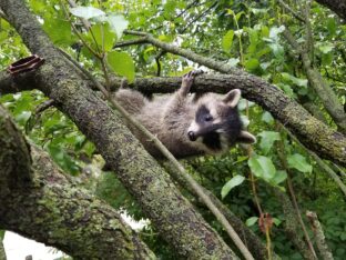 Baby Raccoon in a Tree