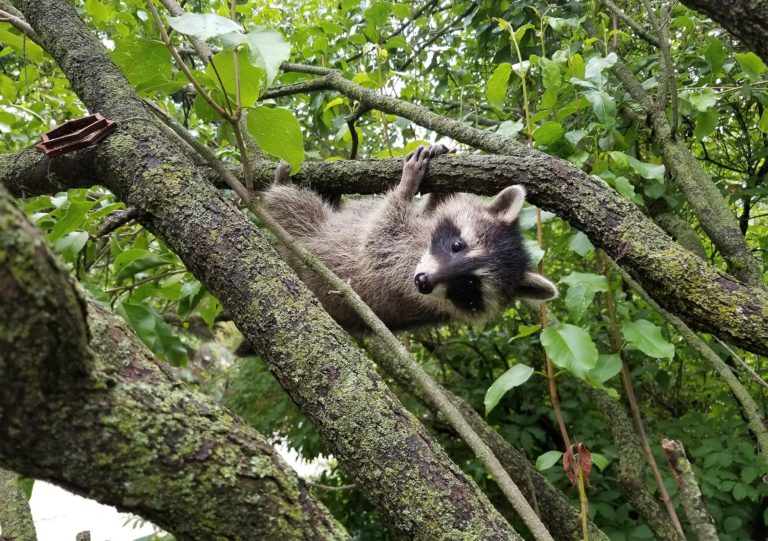 Baby Raccoon in a Tree