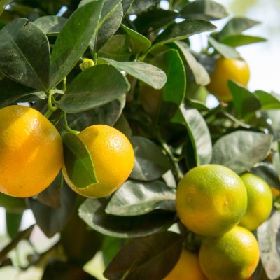 Calamansi Fruit Juice