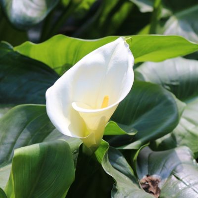 Calla Lilies