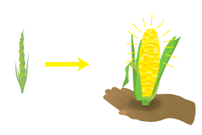 Teosinte was bred into Corn