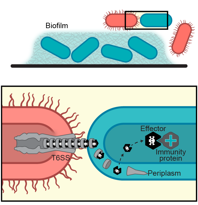 Bacteria Diagram from Ross Lab