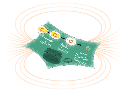 Eukaryotic cell with magnets