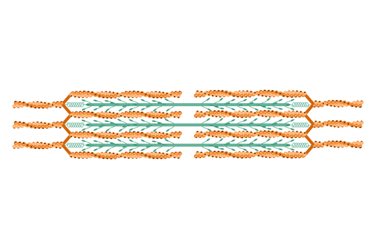 Sarcomere