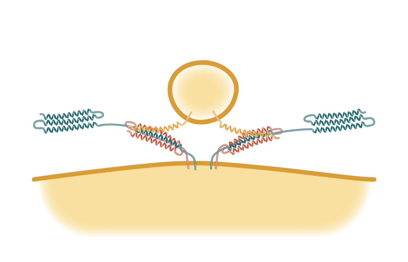 SNARE Complex