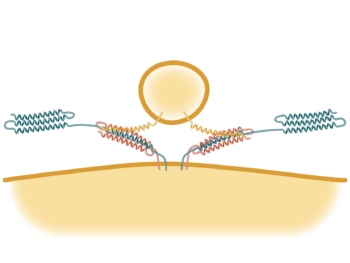 SNARE Complex