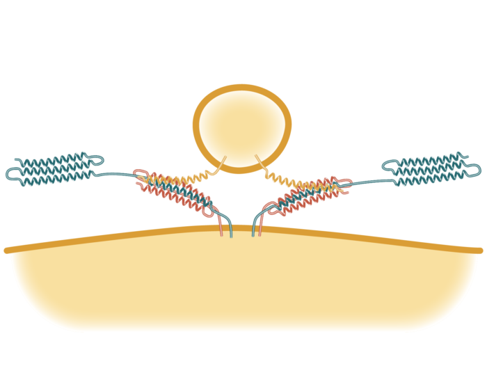 SNARE Complex