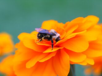 Bee Harvesting a Flower photo by Steve Beger