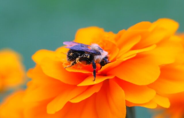 Bee Harvesting a Flower photo by Steve Beger