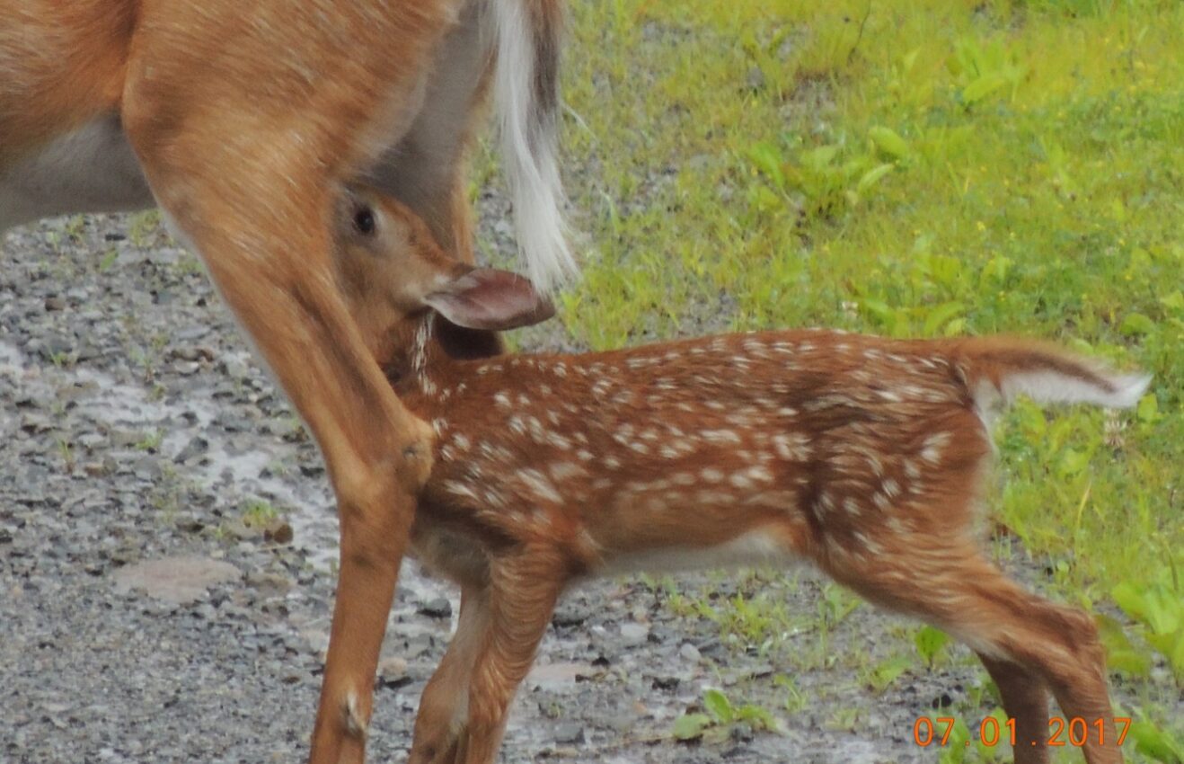 Fawn nursing from it's mother