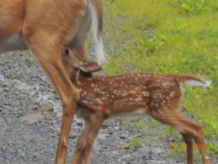 Fawn nursing from it's mother