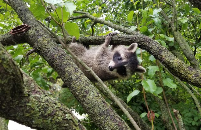 Baby Raccoon in a Tree