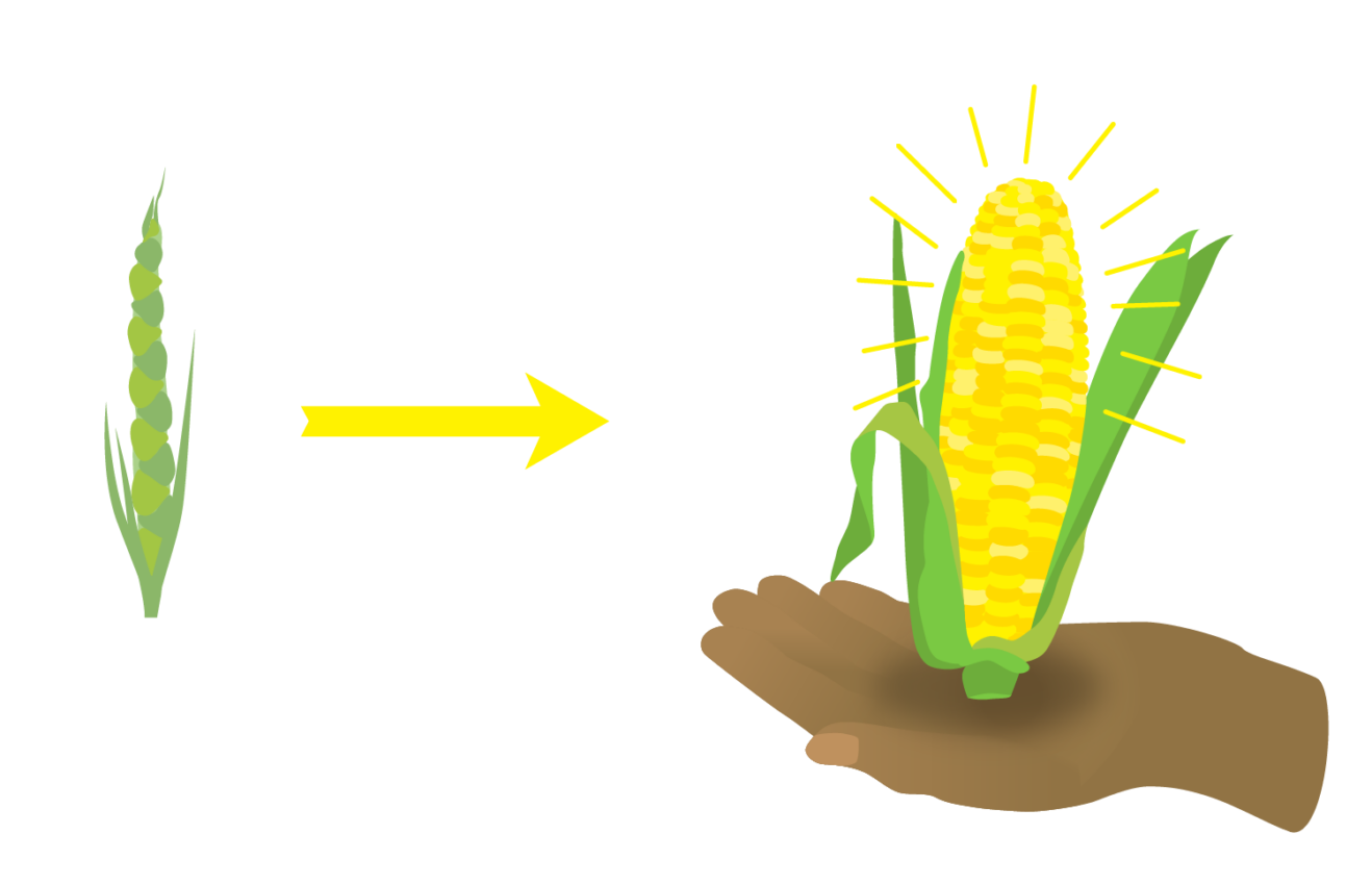 Teosinte was bred into Corn