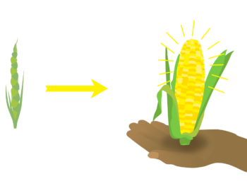 Teosinte was bred into Corn