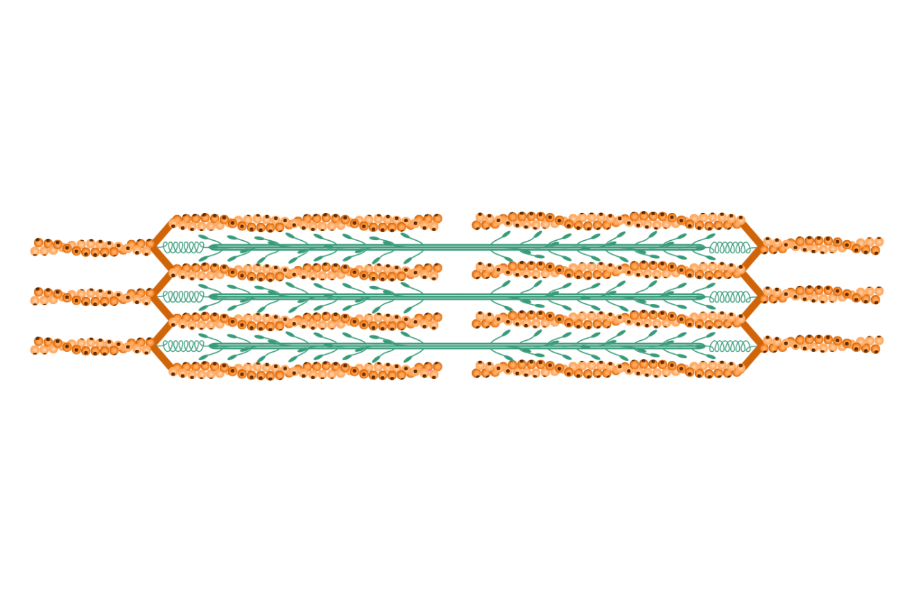 Sarcomere