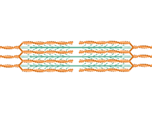 Sarcomere