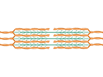 Sarcomere