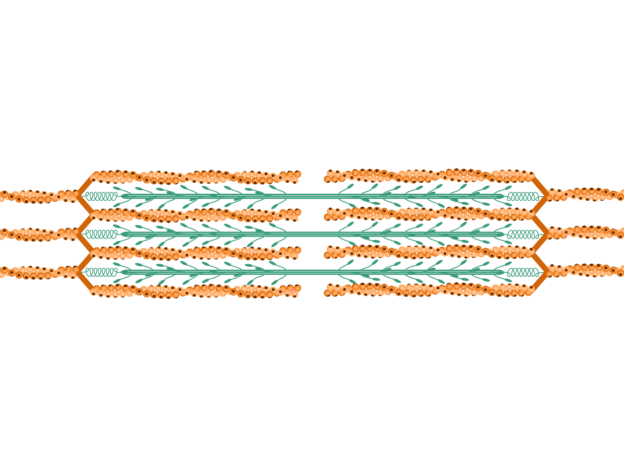Sarcomere